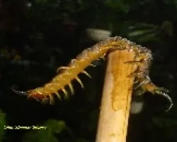 Cienpies
