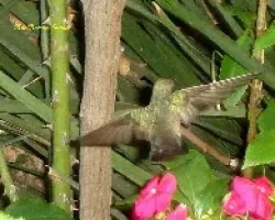 Colibri