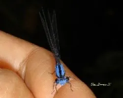 Libelula azul