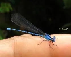 Libelula azul