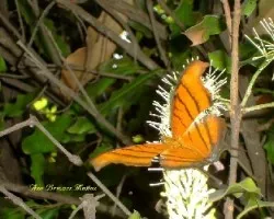 Mariposa