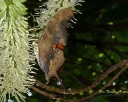 Mariposa