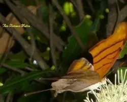 Mariposa