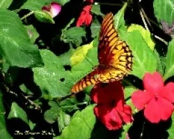 Mariposa en Impatiens