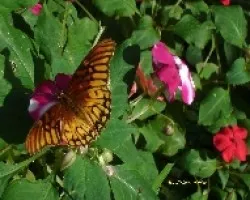 Mariposa en Impatiens