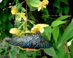Polilla azul???