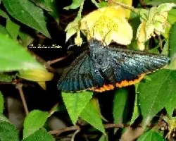 Polilla azul???