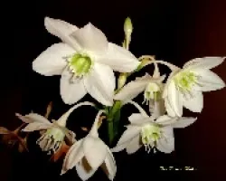 Eucharis amazonica