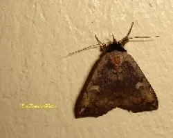 Polilla