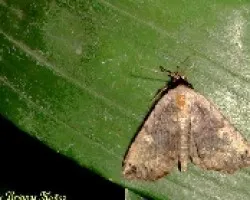 Polilla