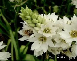 Flores blancas??
