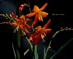 Crocosmia