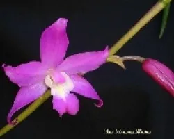 Laelia autumnalis