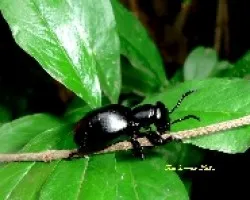 Escarabajo???