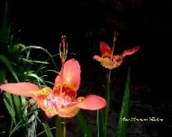Tigridia pavonia