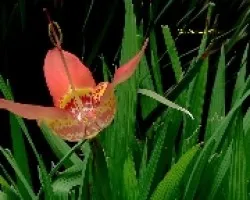 Tigridia pavonia