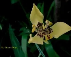 Lirio amarillo