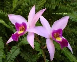 Laelia anceps.