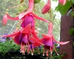 Fuchsia ( pendientes de la reyna)