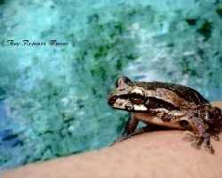Rana leopardo