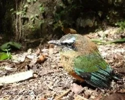 Eumomota superciliosa