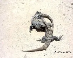 Iguanas
