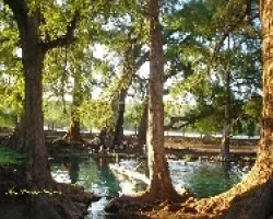 Los Ahuehuetes