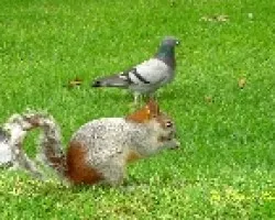Ardillas