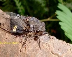 Cigarra