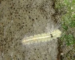 Oruga blanca.