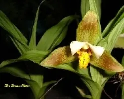 Lycaste deppei