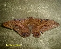 Mariposa nocturna