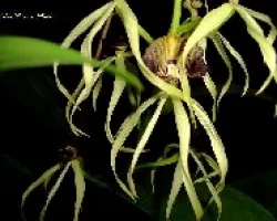 Encyclia cochleata
