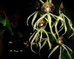 Encyclia cochleata