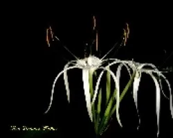Hymenocallis litoralis