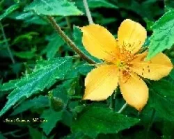 Flor silvestre