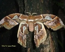 Polilla gigante