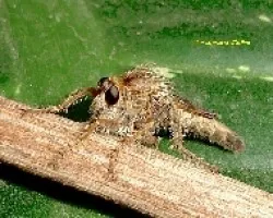 Insecto de ojos grandes