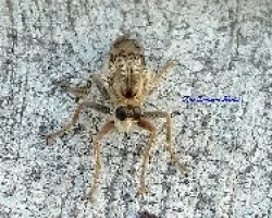 Insecto de ojos grandes 2
