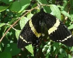 Mariposas en mi jardin