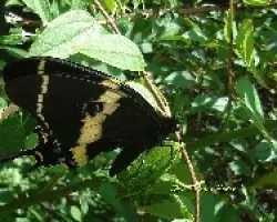 Mariposa en mi jardin