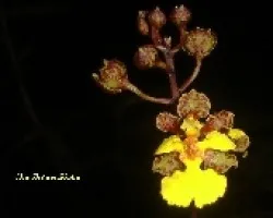 Trichocentrum cebolleta