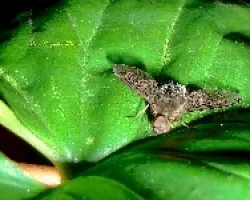 Mosca rara