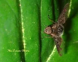 Mosca  rara