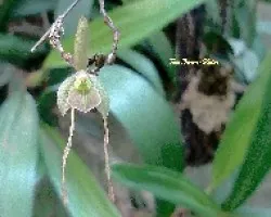 Epidendrum longipetalum