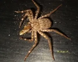 Arana comiendo polilla