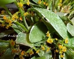 Micro Orquidea Platystele stenostachya