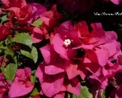 Bougainvillea o Veranera