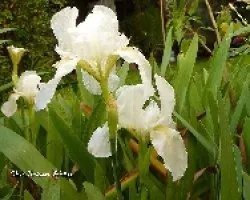 Los Lirios de mi jardin