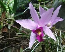 Laelia anceps